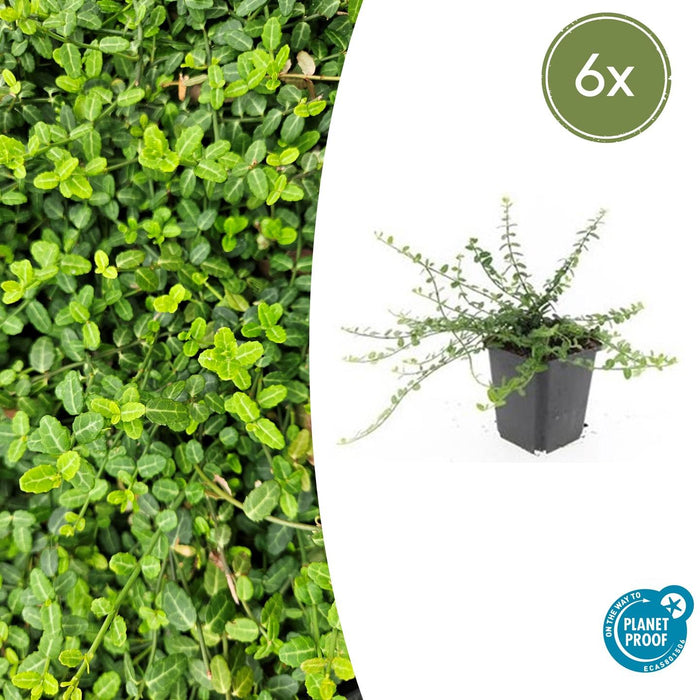 Euonymus fortunei 'Minimus' - Japanse Kardinaalsmuts - ↕10-25cm - Ø9cm - 6x