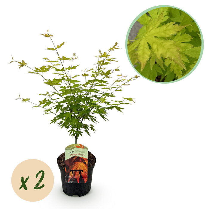 Terrasplant - Japanse Esdoorn - Acer palmatum Orange Dream - Oranje - 2 Planten - Bladverliezend - ↕70cm - Ø19cm