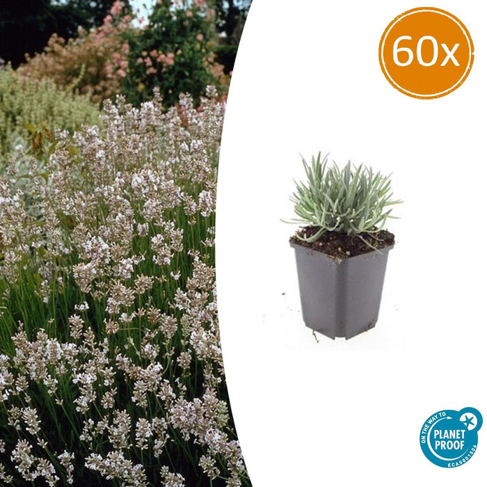 Lavandula intermedia 'Edelweiss' - ↕10-25cm - Ø9cm - 60x