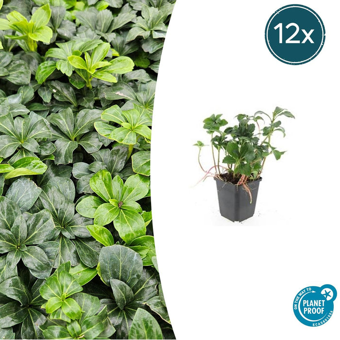 Pachysandra terminalis 'Green Sheen' - Schaduwkruid - ↕10-25cm - Ø9cm - 12x
