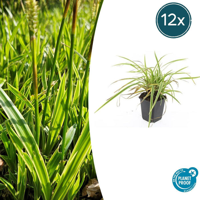 Carex morrowii 'Aureovariegata' - Zegge - ↕10-25cm - Ø9cm - 12x
