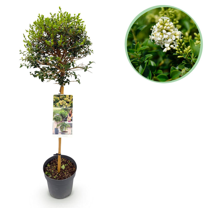 Tuinplant - Ligustrum delavayanum - Plant op stam - Terras Plant - Bladhoudend - Weinig Onderhoud - Pot 19cm Hoogte 90cm