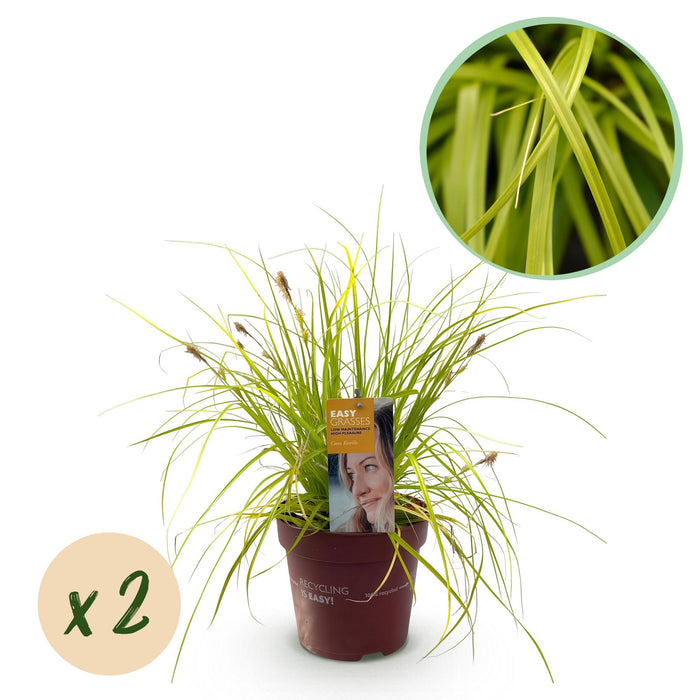 Siergrassen - Carex oshimensis Everillo - Geel - 2 Planten - Bladhoudend - Weinig Onderhoud - Pot 17cm Hoogte 50cm