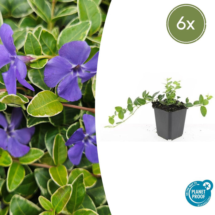 Vinca minor 'Argenteovariegata' - Kleine Maagdenpalm - ↕10-25cm - Ø9cm - 6x