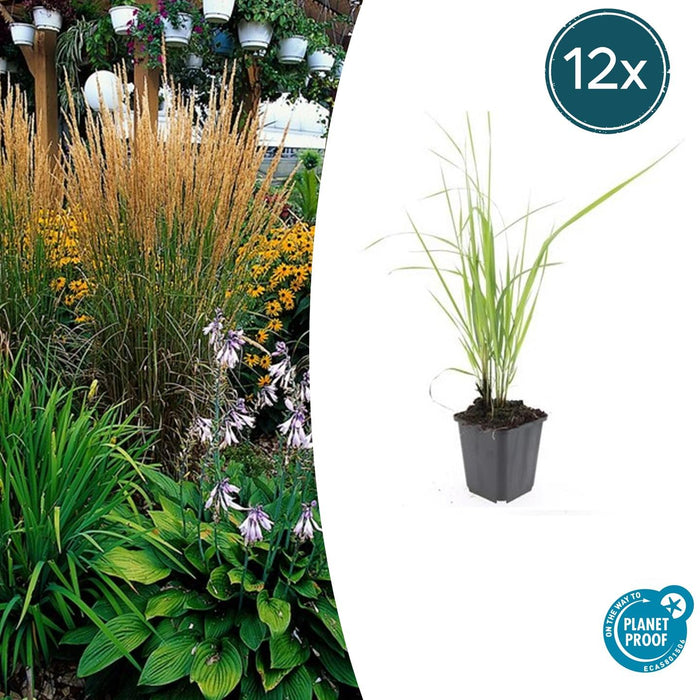 Calamagrostis Acutiflora 'Karl Foerster' - Struisriet - ↕10-25cm - Ø9cm - 12x