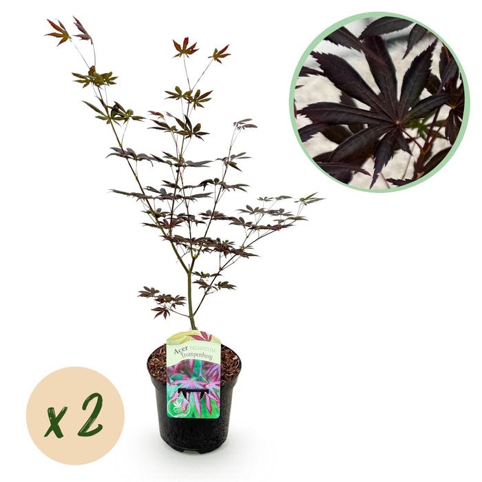 Terrasplant - Japanse Esdoorn - Acer palmatum Trompenburg -Donker Paars - 2 Planten - Bladverliezend - ↕70cm - Ø19cm