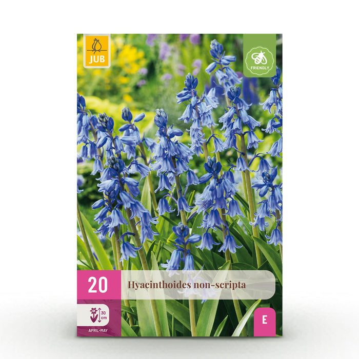 Bloembollen - Hyacinthoides non Scripta - Kleur Blauw - 20 stuks - Bolmaat 7/8 - XXL Pack