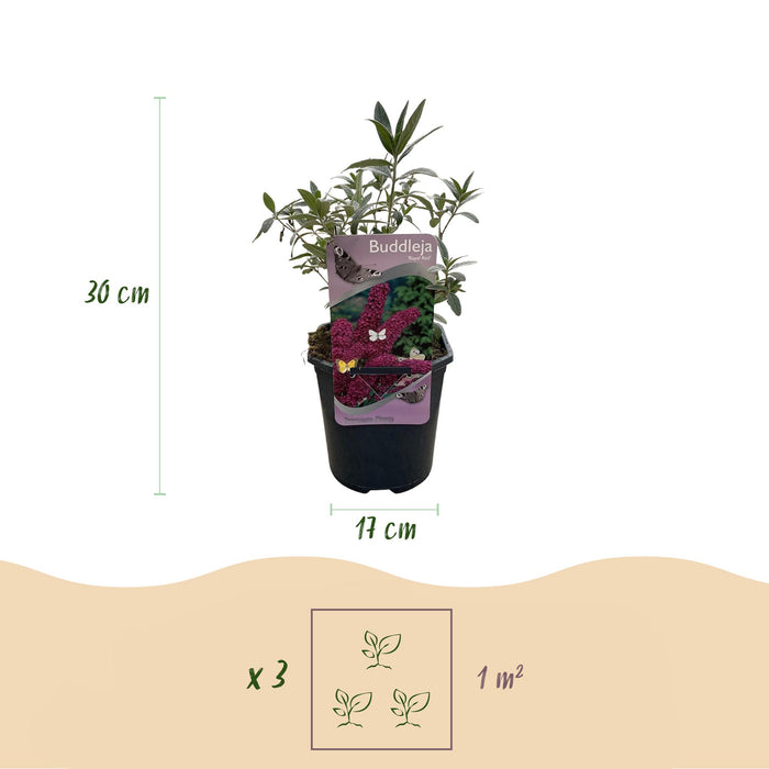 Vlinderstruik - Buddleja davidii Royal Red - Bloem Rood - 1 Plant - Bladverliezend - Vlinderlokkend - ↕25cm - Ø17cm