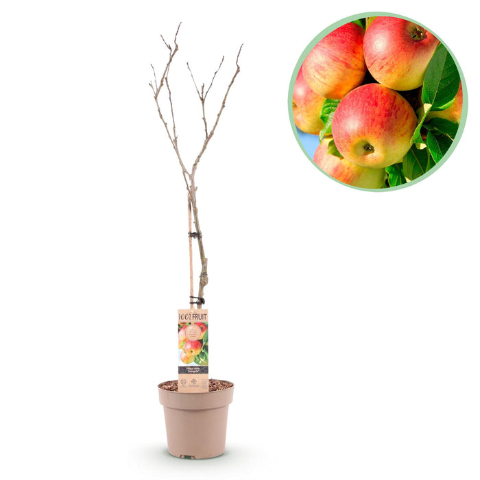 Fruitplant - Appelboom - Malus domestica Jonagold - Geel groene Appel - Pot 21cm Hoogte 90cm