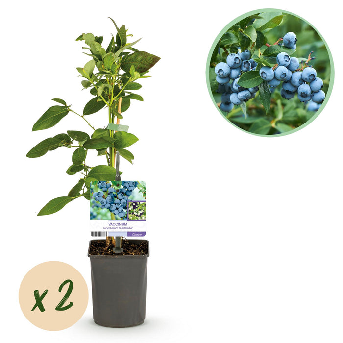 Fruitplant - Bosbes - Vaccinium corymbosum Goldtraube - Blauwe bes - Doornloos - 2 planten - Pot 11cm Hoogte 40cm