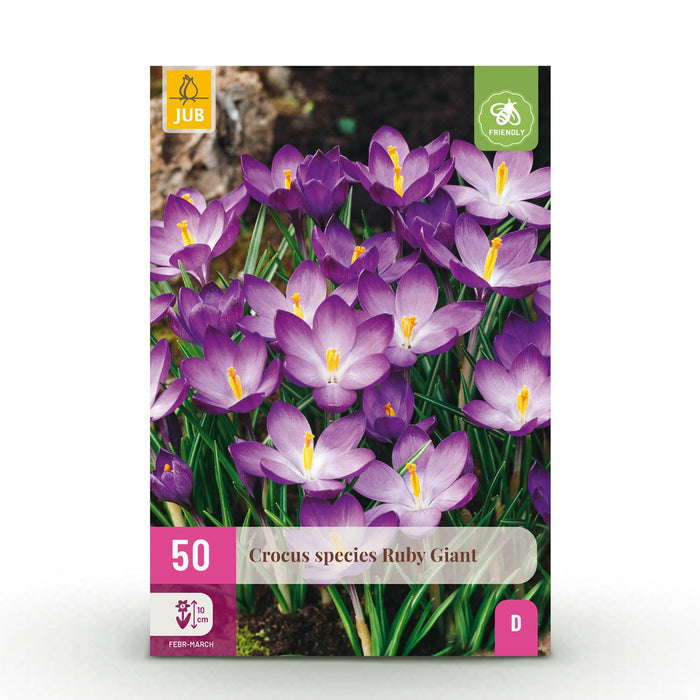 Bloembollen - Crocus Ruby Giant - Kleur Paars - 50 stuks - Bolmaat 5/6 - XXL Pack