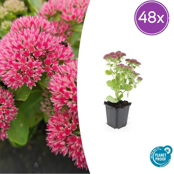 Sedum 'Herbstfreude' - ↕10-25cm - Ø9cm - 48x