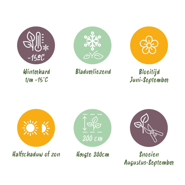 Hortensia - Hydrangea macrophylla Blauw - Bloem Blauw - 3 Planten - 1m2 - Bladverliezend - Weinig Onderhoud - Pot 17cm Hoogte 30cm