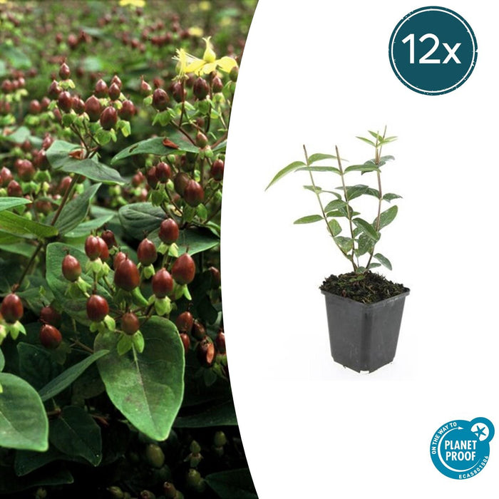 Hypericum inodorum 'Rheingold' - ↕10-25cm - Ø9cm