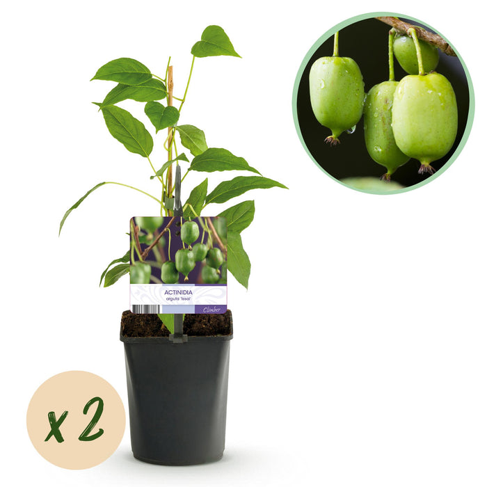 Fruitplant - Kiwi - Actinidia arguta Issai - Groene Vrucht - 2 planten - Pot 11cm Hoogte 40cm
