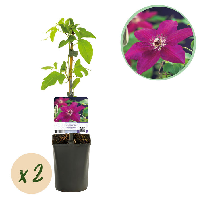 Clematis Westerplatte - Bosrank - Bloem Rood - ↕40cm - Ø11cm - 2x