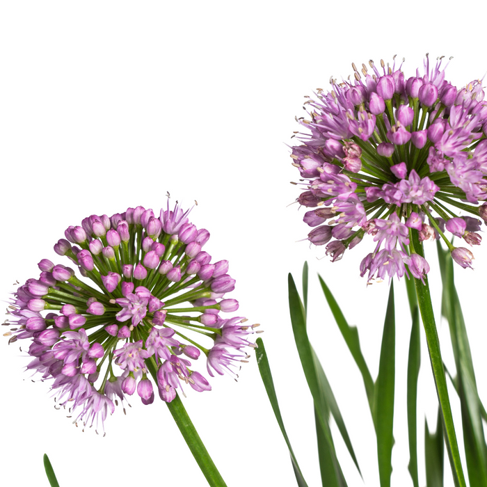 Allium Senescens Millenium - ↕50-60cm - Ø19cm