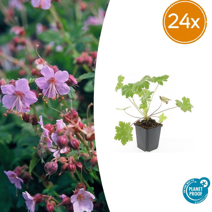 Geranium macr. 'Ingwersen's Var.' - ↕10-25cm - Ø9cm - 24x