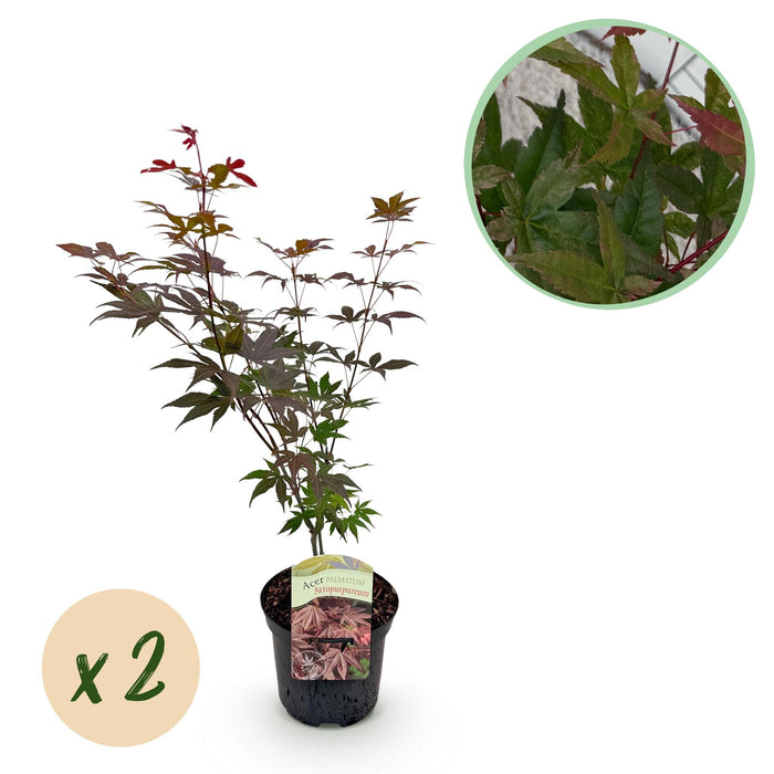 Terrasplant - Japanse Esdoorn - Acer palmatum Atropurpureum - Paars - 2 Planten - Bladverliezend - ↕70cm - Ø19cm