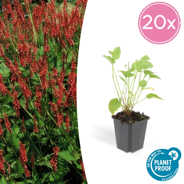 Persicaria amplexicaulis - Duizendknoop - ↕10-25cm - Ø9cm - 20x
