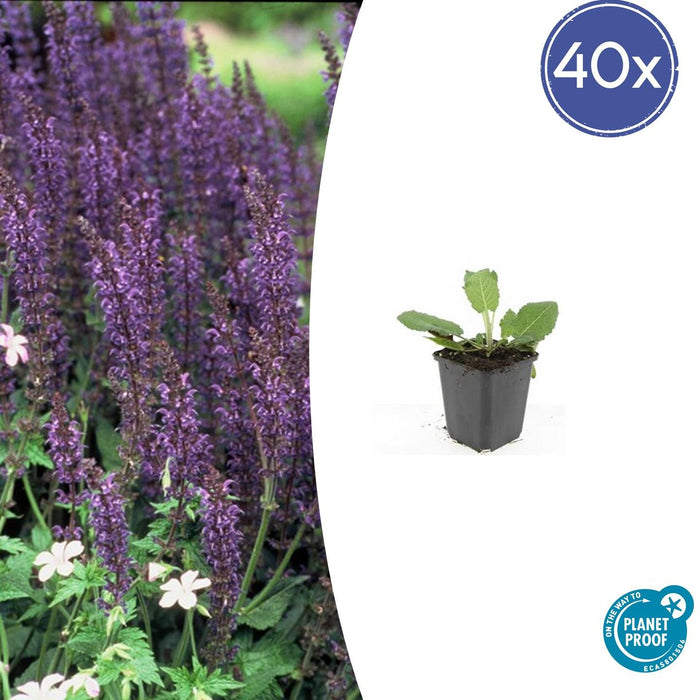 Salvia nemorosa 'Mainacht' - Bossalie - ↕10-25cm - Ø9cm - 40x