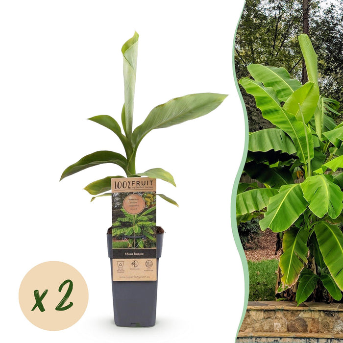Fruitplant - Japanse vezelbanaan - Musa Basjoo - Winterhard - 2 planten - Pot 15cm Hoogte 50cm