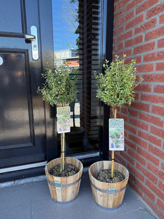 Tuinplant - Euonymus fortunei Emerald Gaiety - Plant op stam - Terras Plant - Bladhoudend - Weinig Onderhoud - Pot 19cm Hoogte 90cm