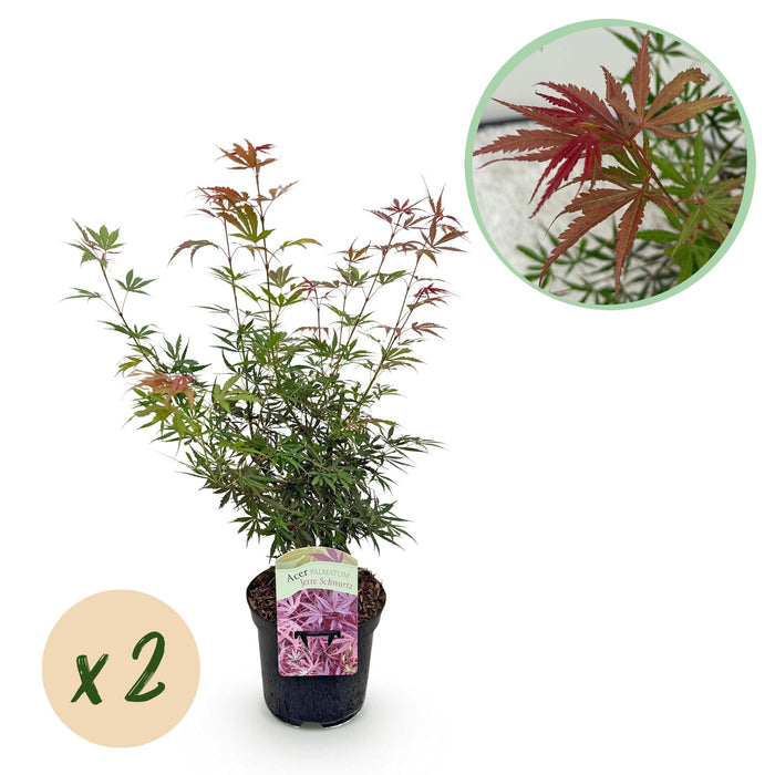 Terrasplant - Japanse Esdoorn - Acer palmatum Jerre Swarts - Donker Rood - 2 Planten - Bladverliezend - ↕70cm - Ø19cm