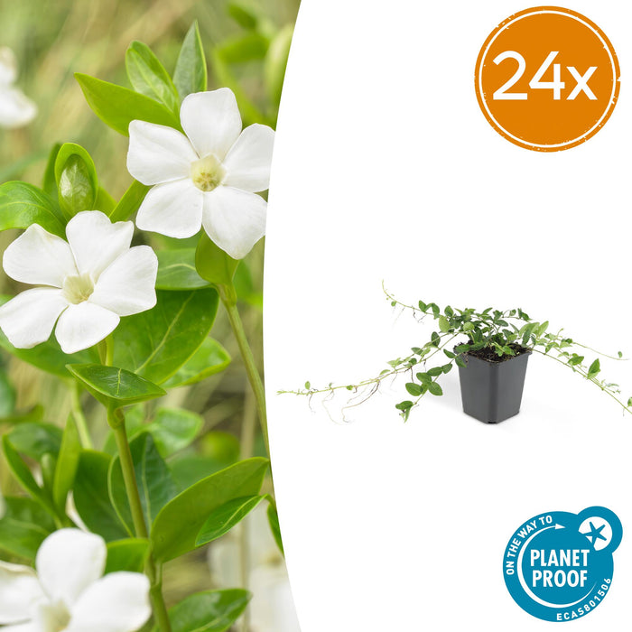 Vinca minor 'Alba' - ↕10-25cm - Ø9cm - 24x