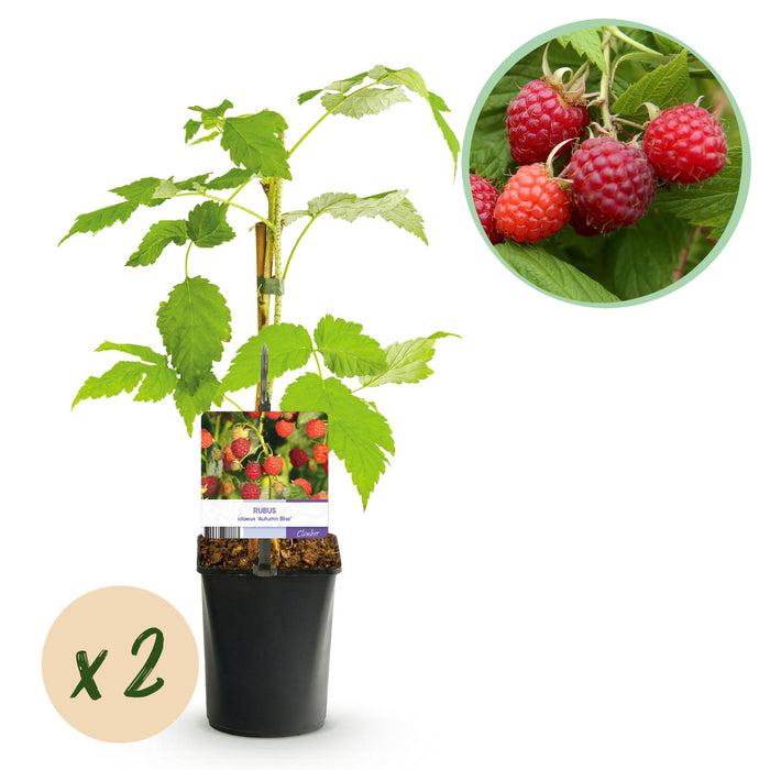 Fruitplant - Framboos - Rubus idaeus Autumn Bliss - Rode Framboos - 2 planten - Pot 11cm Hoogte 40cm
