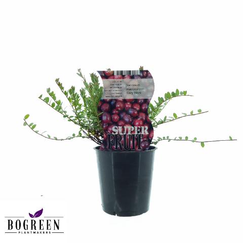 Vaccinium Early Black - Cranberry - ↕20cm - Ø12cm