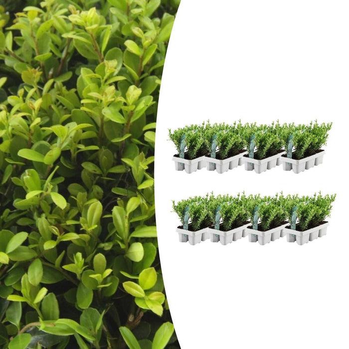 Ilex crenata 'Jenny' - ↕15cm - Ø7cm - 48x