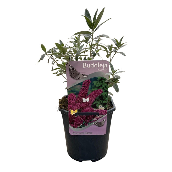 Vlinderstruik - Buddleja davidii Royal Red - Bloem Rood - 1 Plant - Bladverliezend - Vlinderlokkend - ↕25cm - Ø17cm