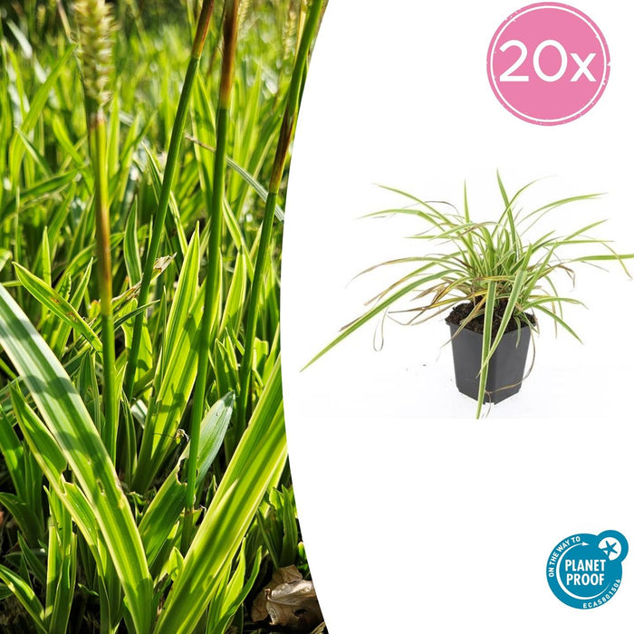 Carex morrowii 'Aureovariegata' - Zegge - ↕10-25cm - Ø9cm - 20x