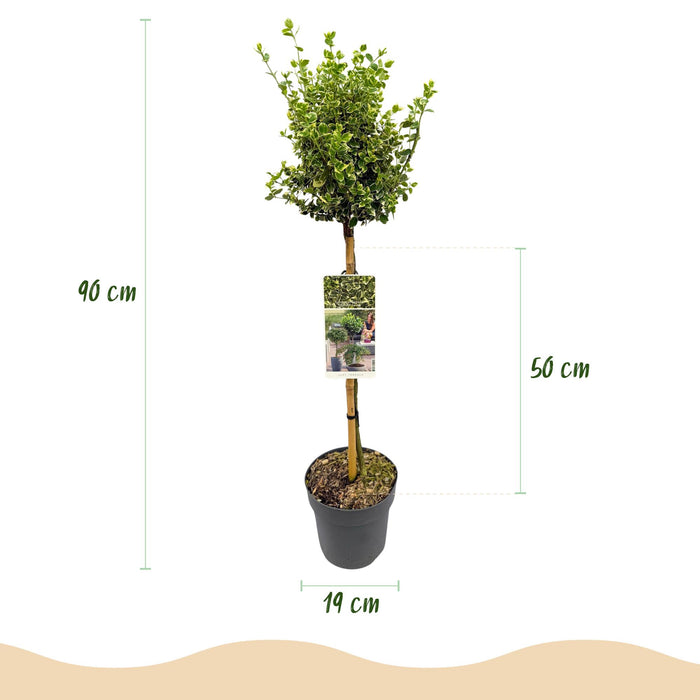 Tuinplant - Euonymus fortunei Emerald Gaiety - Plant op stam - Terras Plant - Bladhoudend - Weinig Onderhoud - Pot 19cm Hoogte 90cm
