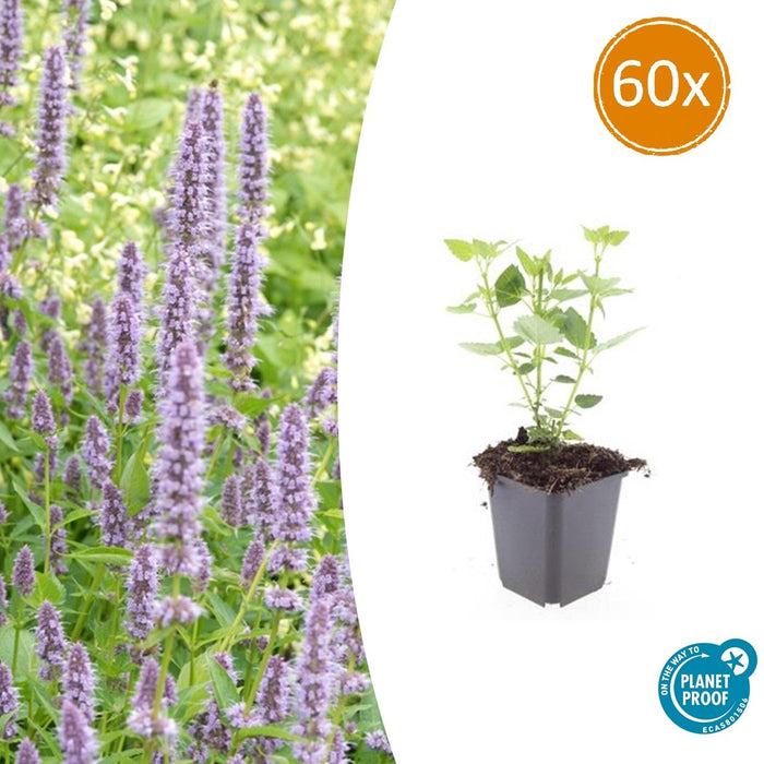 Agastache 'Black Adder' - Dropplant - ↕10-25cm - Ø9cm - 60x