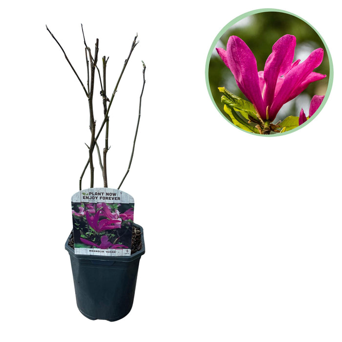 Heesters - Magnolia Susan - Bloemen Donker Roze - 1 plant - bladverliezend - weinig onderhoud - pot 17cm hoogte 45cm