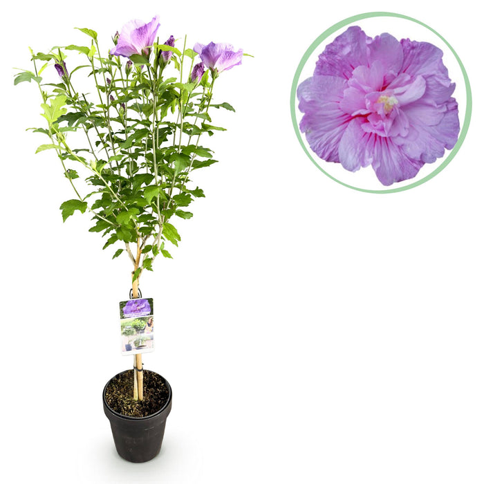 Tuinplant -Hibiscus syriacus Lavendor Chiffon® - Plant op stam - Terras Plant - Bladverliezend - Weinig Onderhoud - Pot 19cm Hoogte 90cm