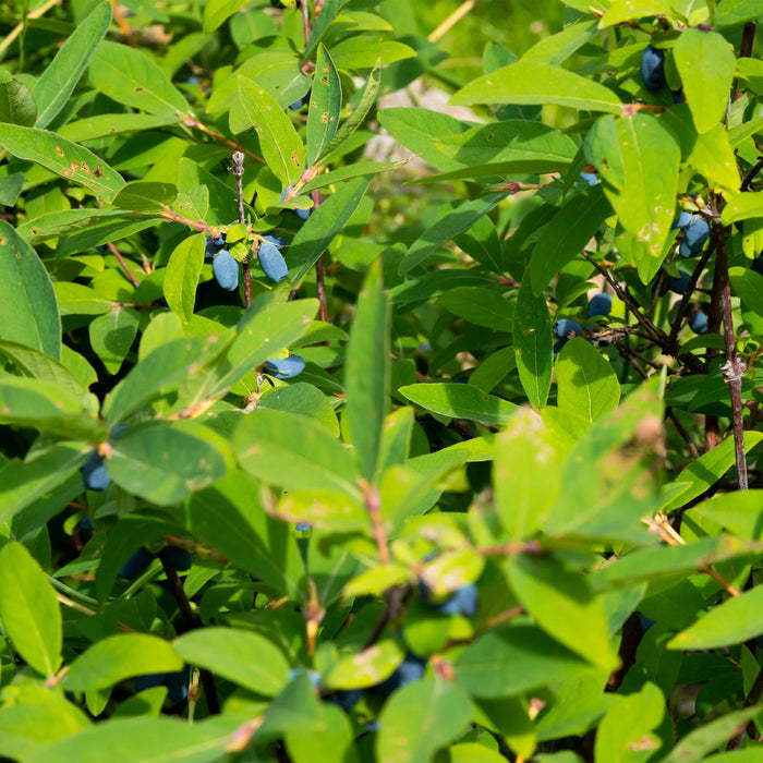 Fruitplant - Honingbes - Lonicera caerulea Kamchatika - Blauwe Bes - 2 planten - Pot 15cm Hoogte 50cm