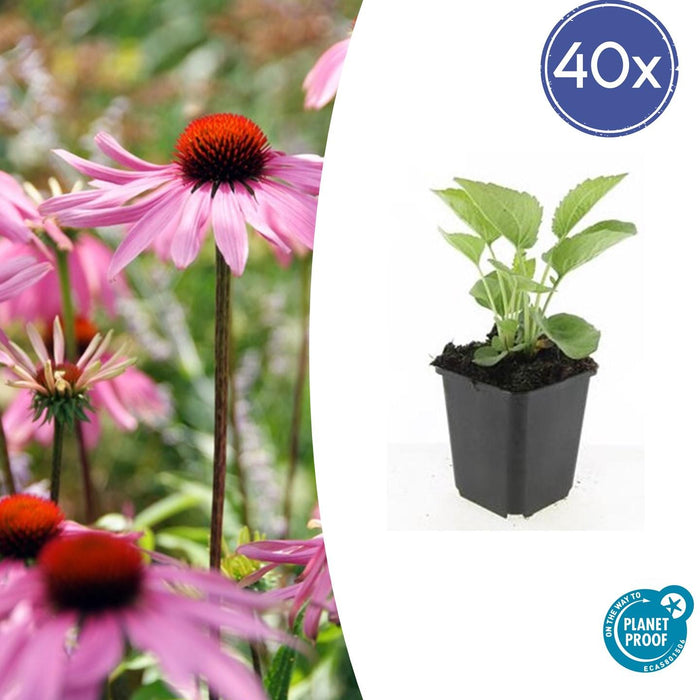 Echinacea purpurea 'Magnus' - Zonnehoed - ↕10-25cm - Ø9cm - 40x