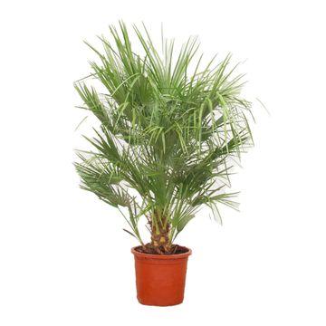 Chamaerops Humilis - ↕150cm