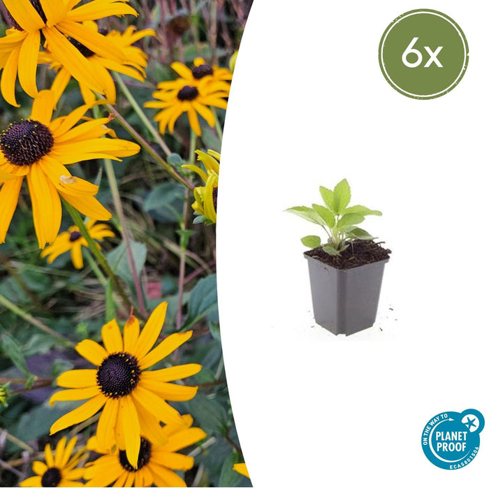 Rudbeckia fulgida 'Goldsturm' - Gele Zonnehoed - ↕10-25cm - Ø9cm - 6x