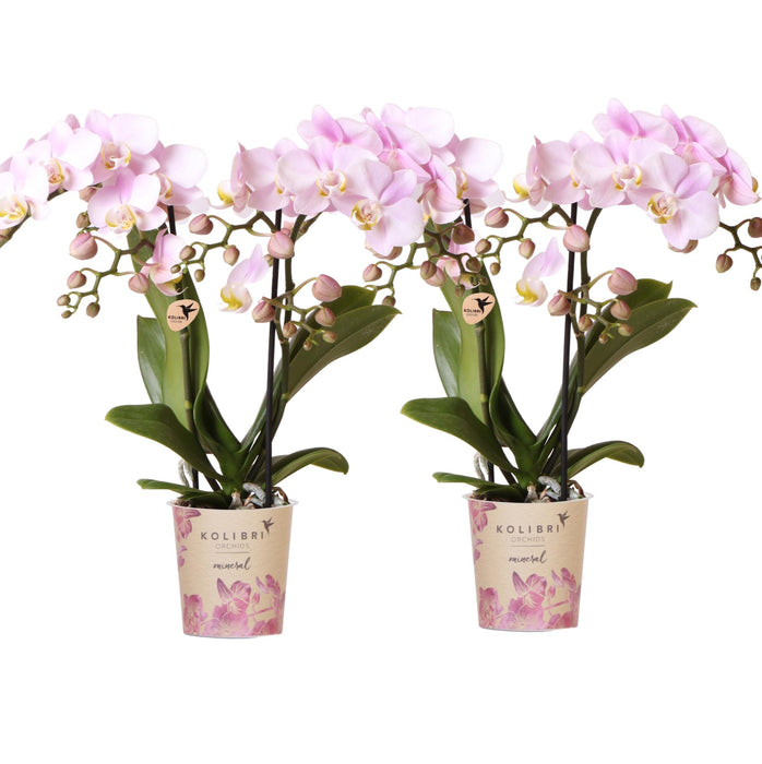 COMBI DEAL van 2 Roze Phalaenopsis orchideeën - Portugal - Ø9cm | bloeiende kamerplant