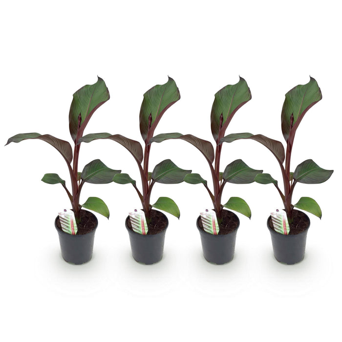 Fruitplant - Bananen plant - Ensete ventricosum Maurelli - Winterhard - 4 planten - Pot 17cm Hoogte 40cm