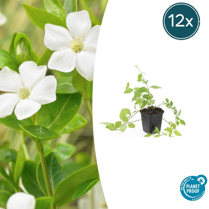 Vinca major 'Alba' - Grote Maagdenpalm - ↕10-25cm - Ø9cm - 12x