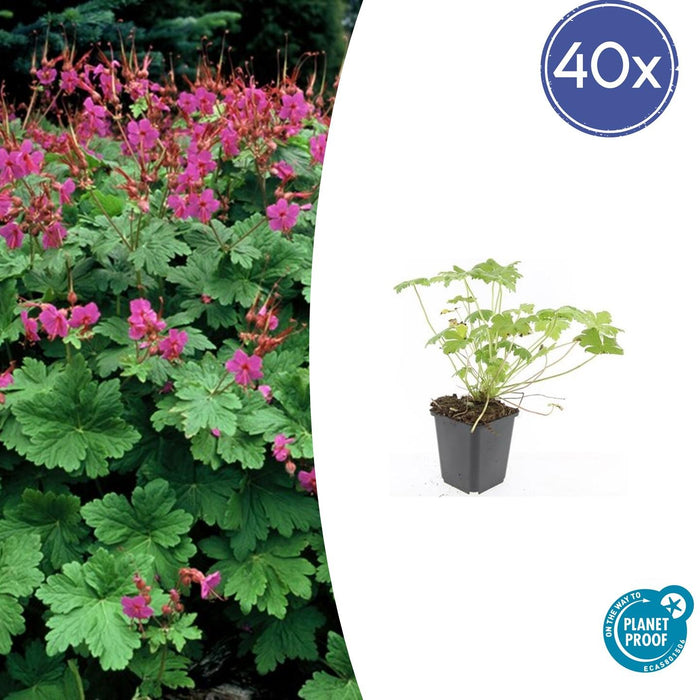 Geranium macrorrhizum 'Czakor' - ↕10-25cm - Ø9cm - 40x