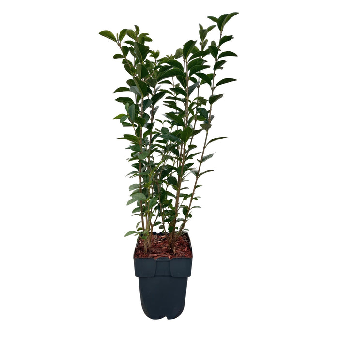 Haagplanten - Ligustrum ovalifolium -  blad groen - 6 planten - 1 strekkende meter - groenblijvend - pot 17cm hoogte 55cm