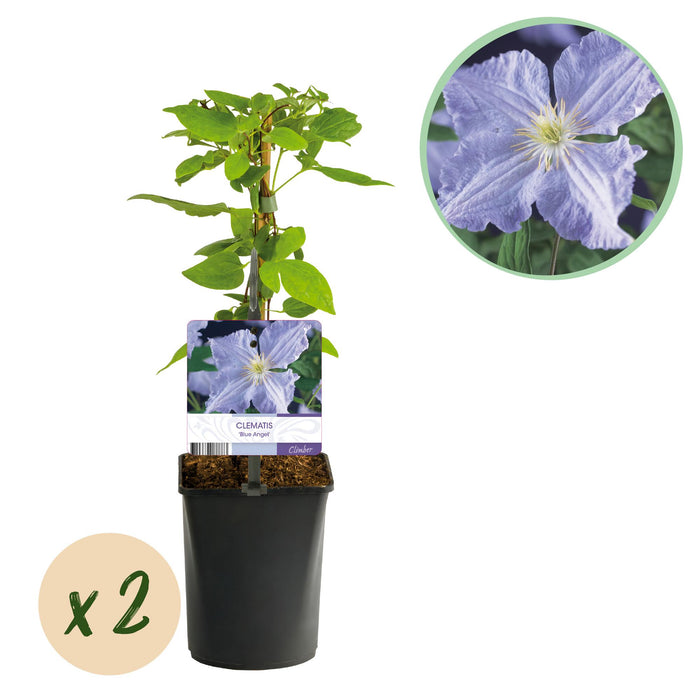 Klimplant - Clematis Blue Angel - Bloem Licht Blauw - Weinig onderhoud -2 planten - Pot 11cm Hoogte 40cm