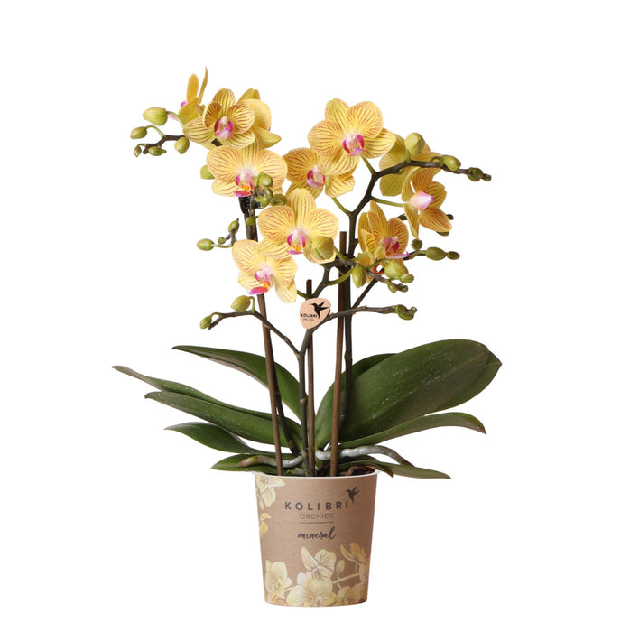 Gele Phalaenopsis orchidee - Lima - Ø9cm | bloeiende kamerplant