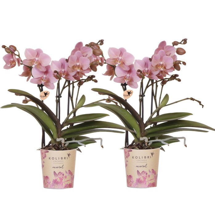 COMBI DEAL van 2 Roze Phalaenopsis orchideeën - Treviso - Ø9cm | bloeiende kamerplant